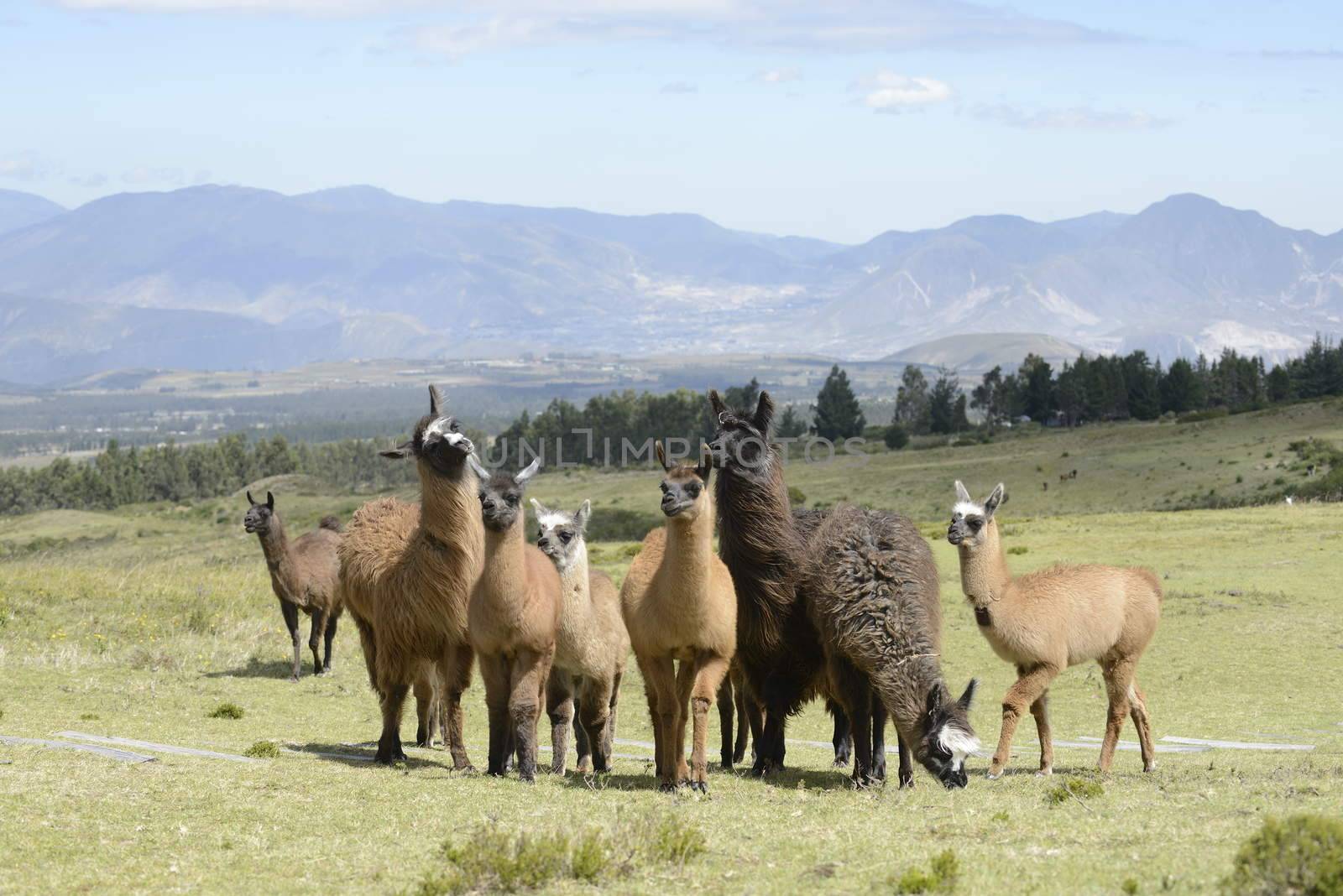 Llamas family on the field.