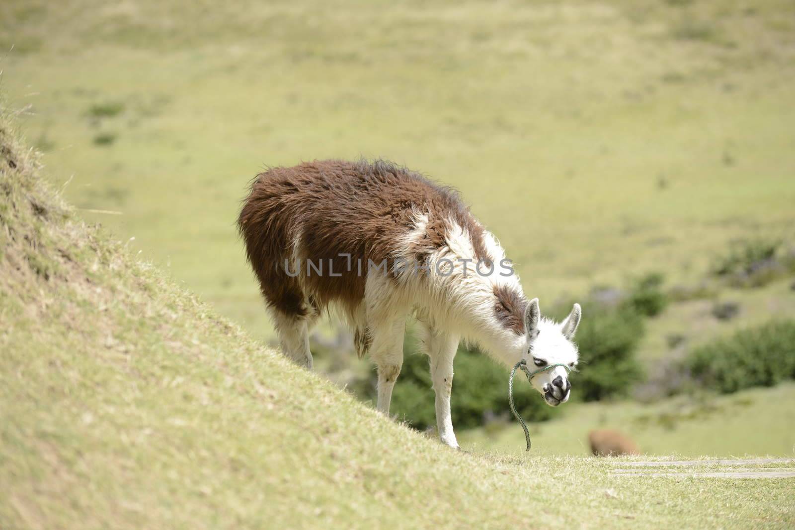 Llama on the field. by kertis