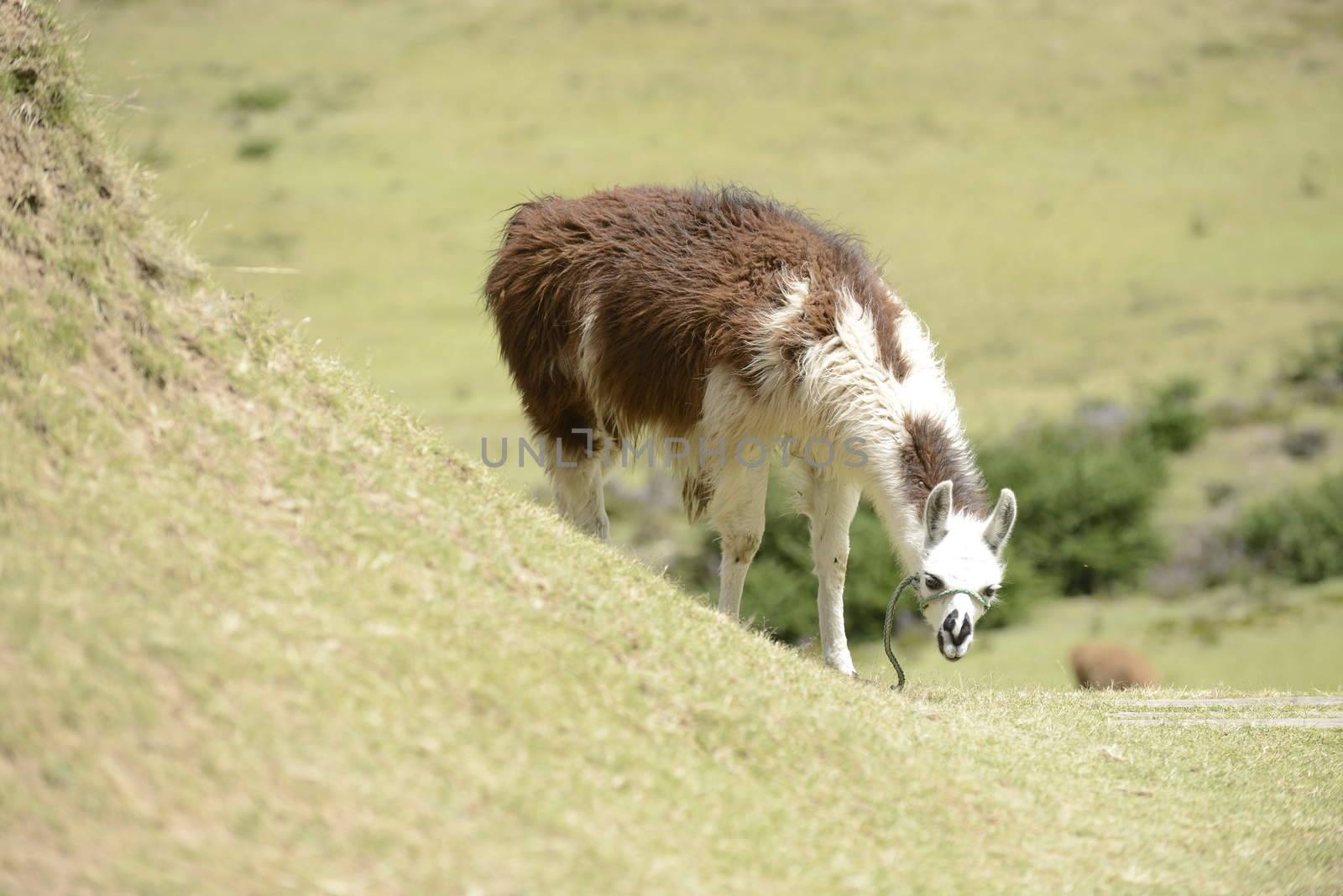 Llama on the field.