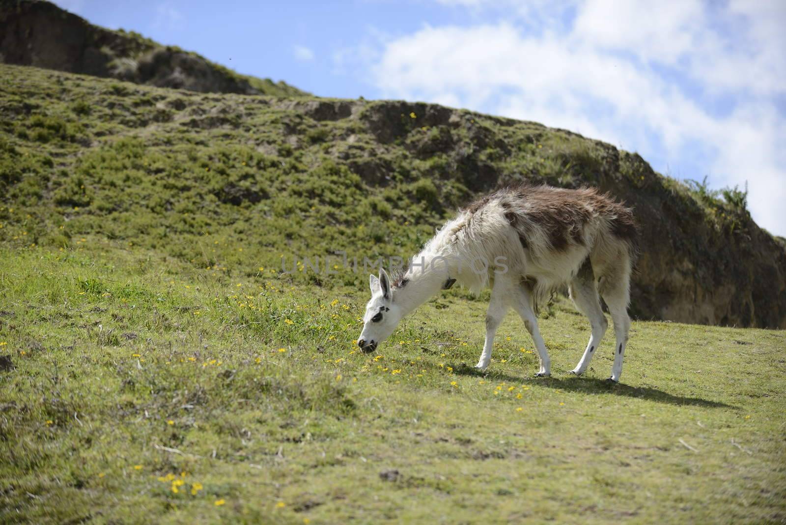 Llama on the field. by kertis