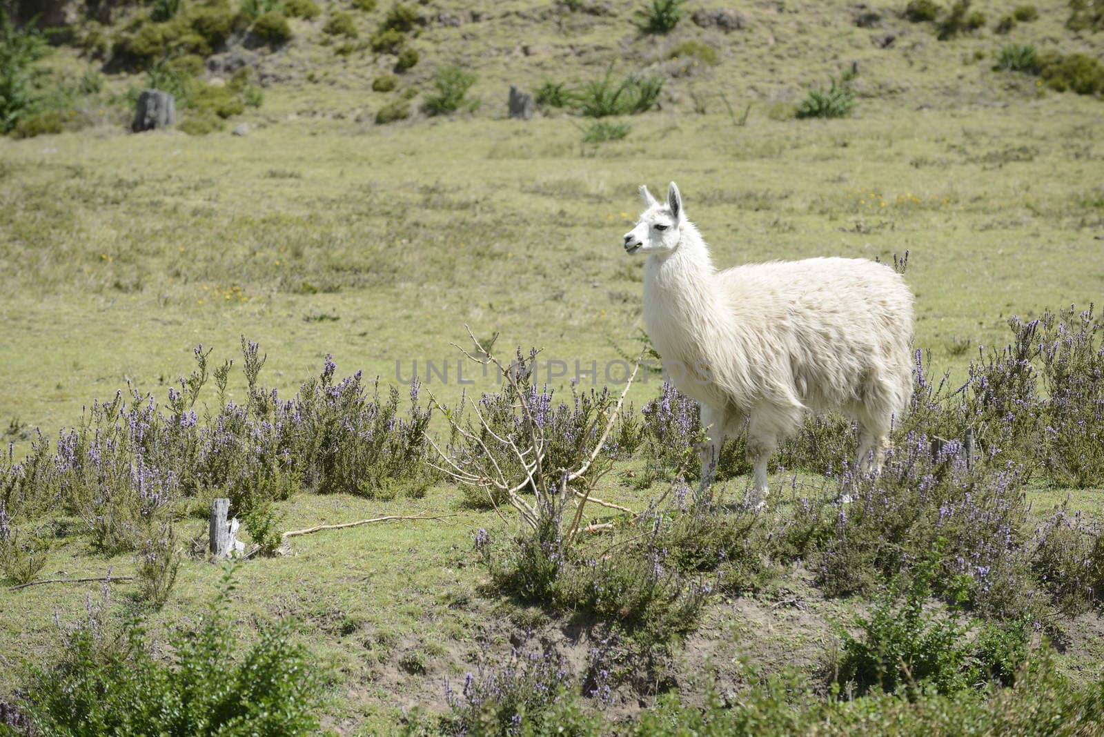 White llama on the field. by kertis