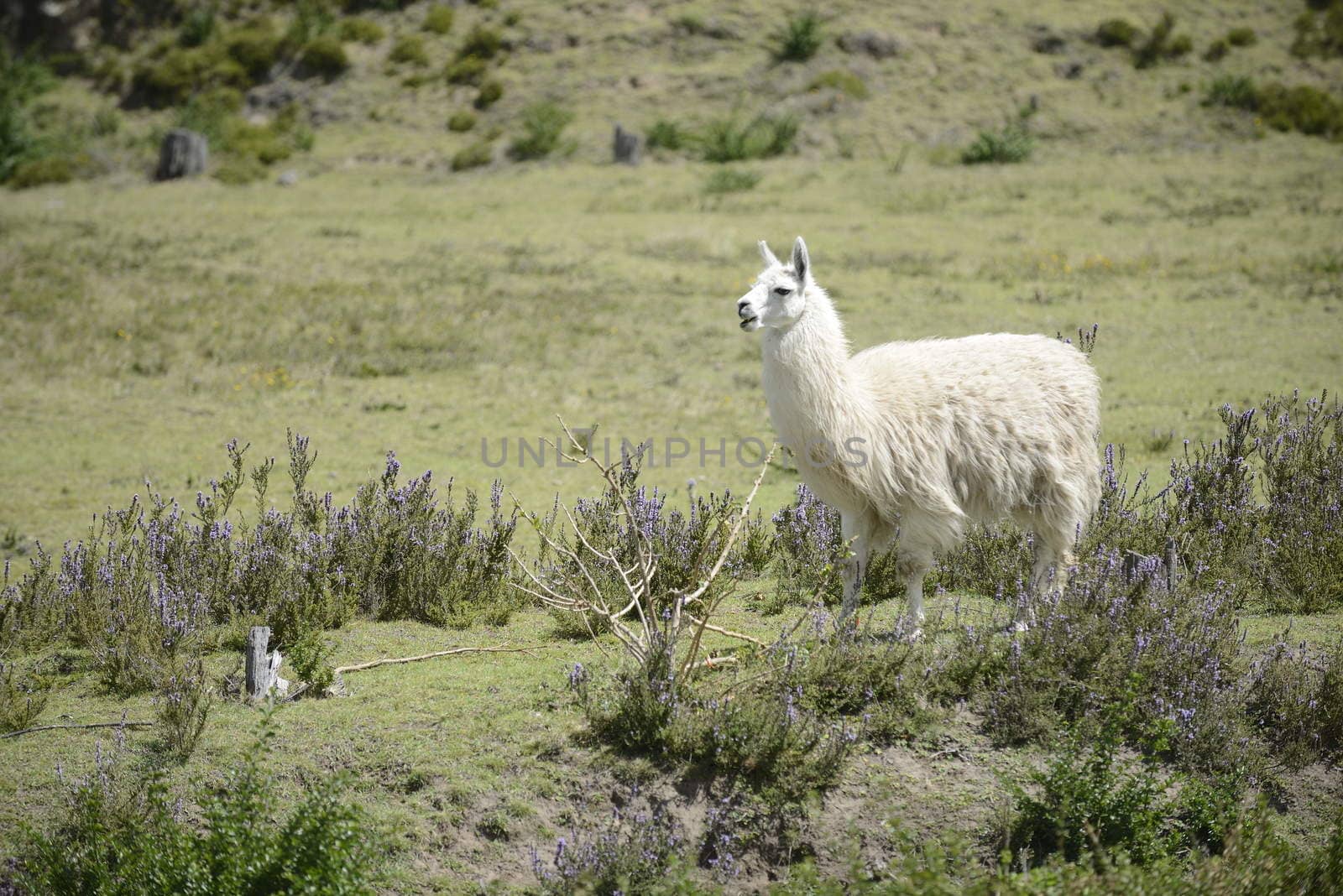 White llama on the field.