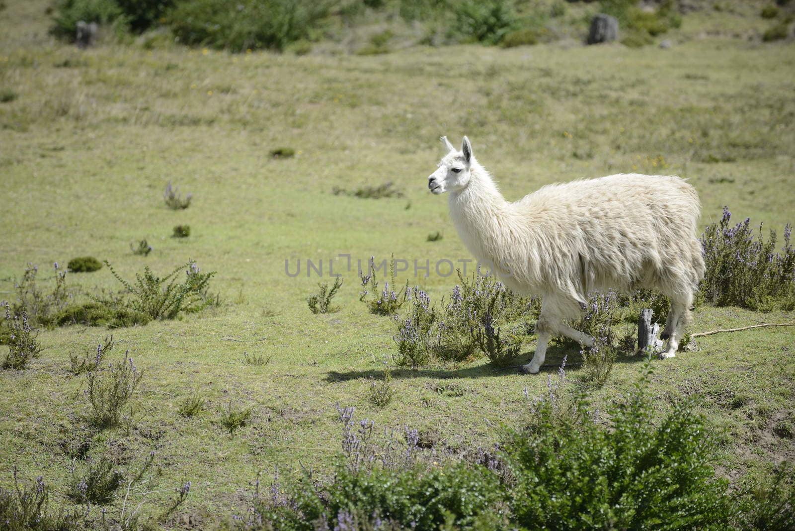 White llama on the field. by kertis