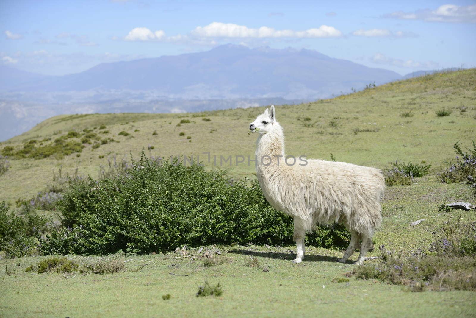 White llama on the field. by kertis