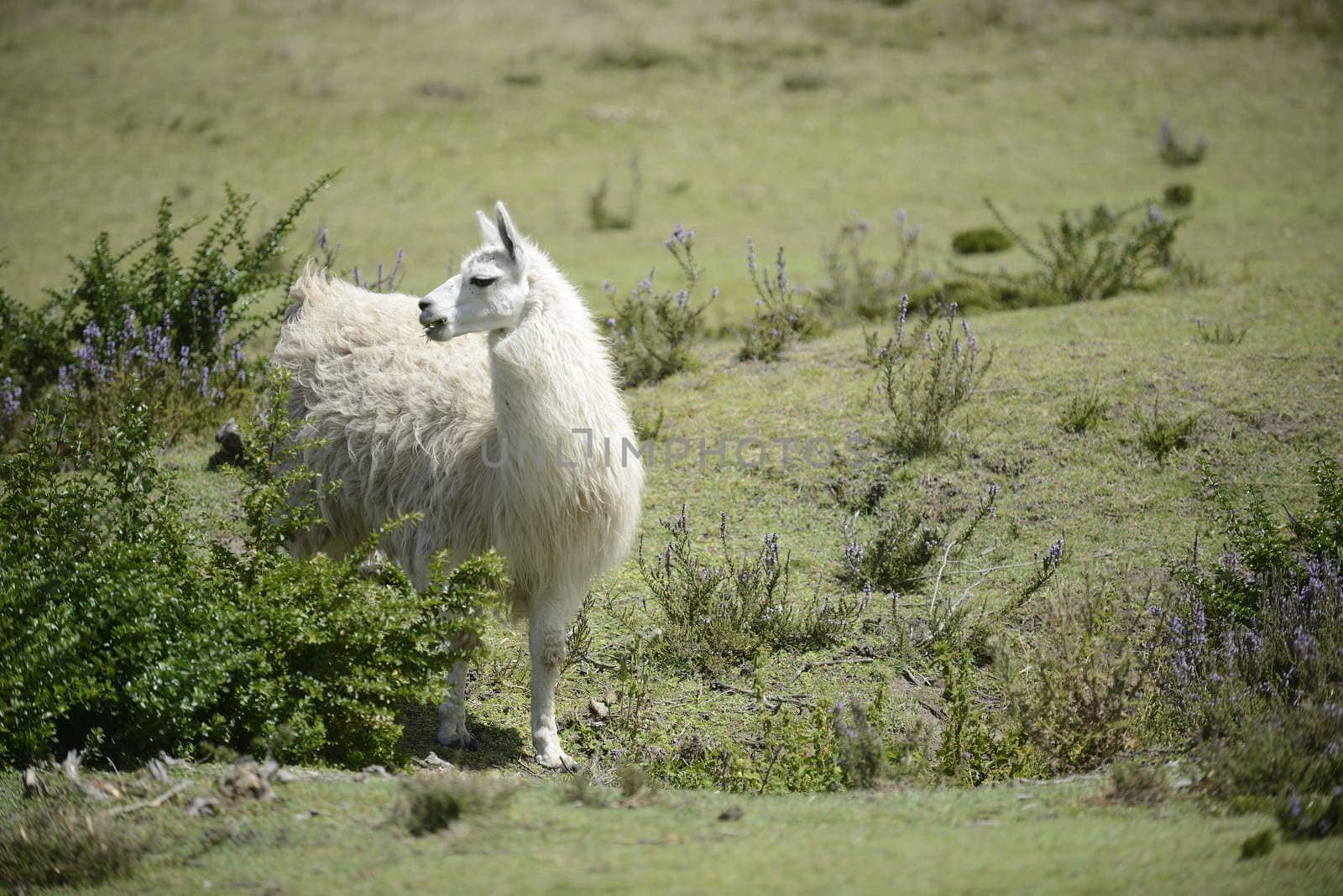 White llama on the field.