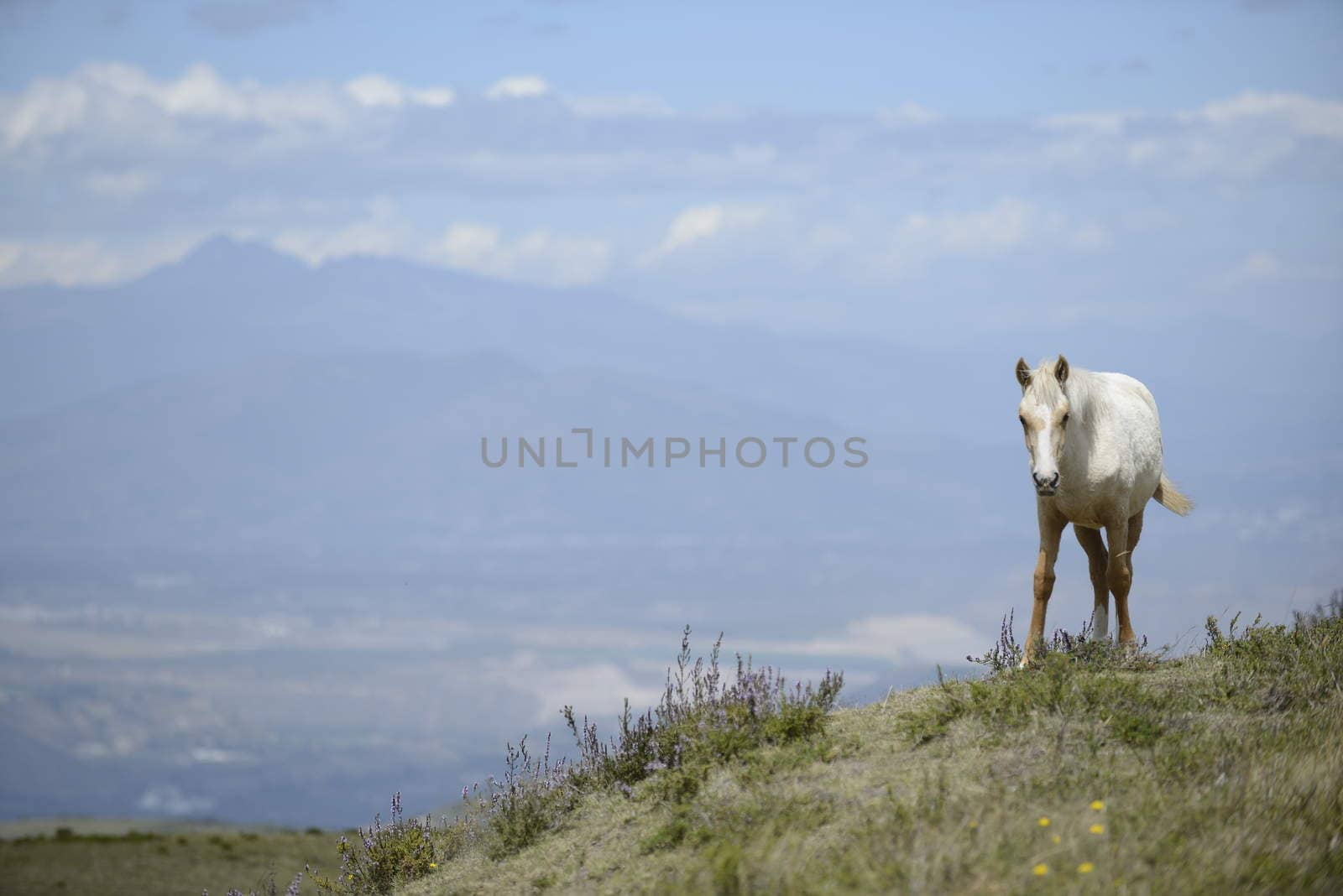 White horse.