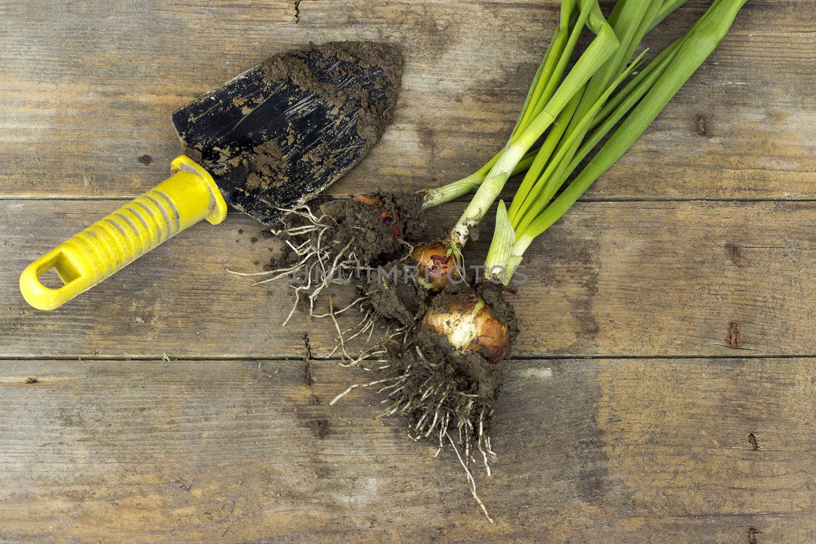 Spring onions and spatula on an old wooden table