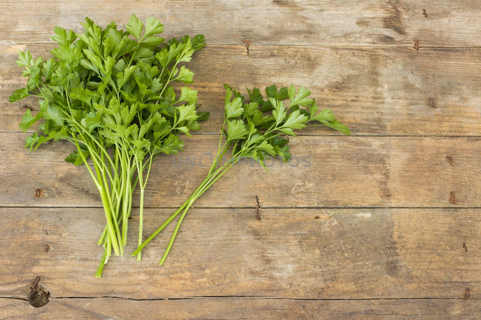 Green parsley bunch in wooden background
