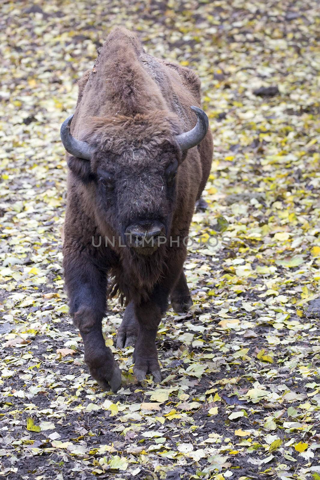 Bison in the wild by johan10