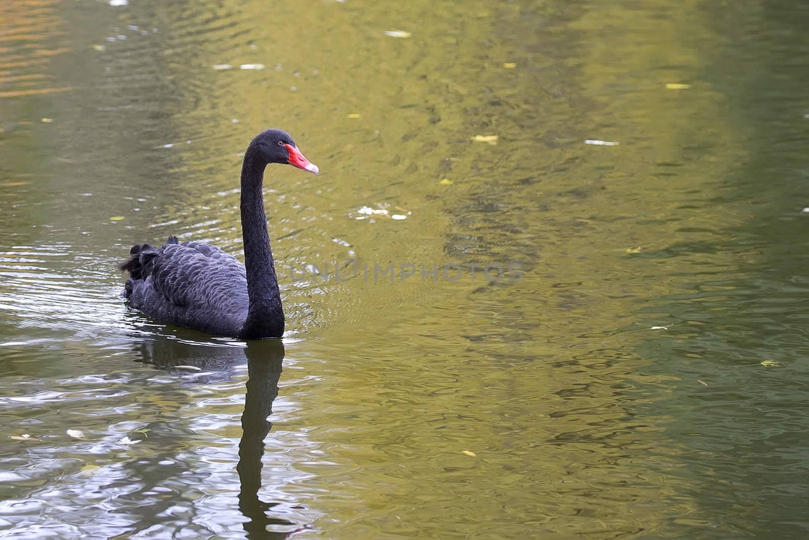 Black swan on the lake in the wild