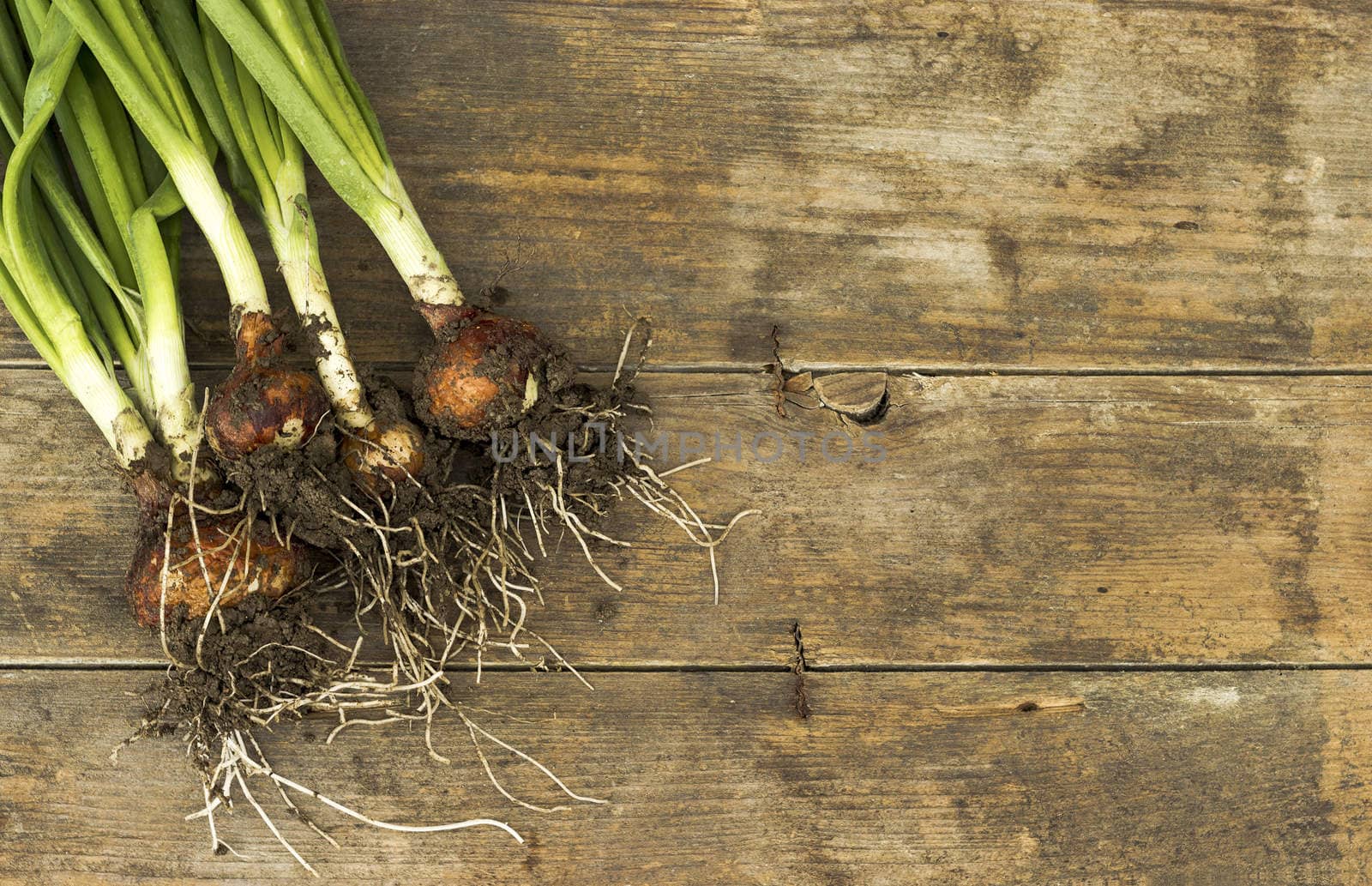 Bunch of fresh spring onions