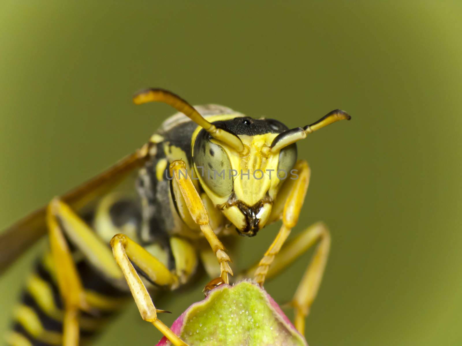 Potter wasp, Ancistrocerus species - close up