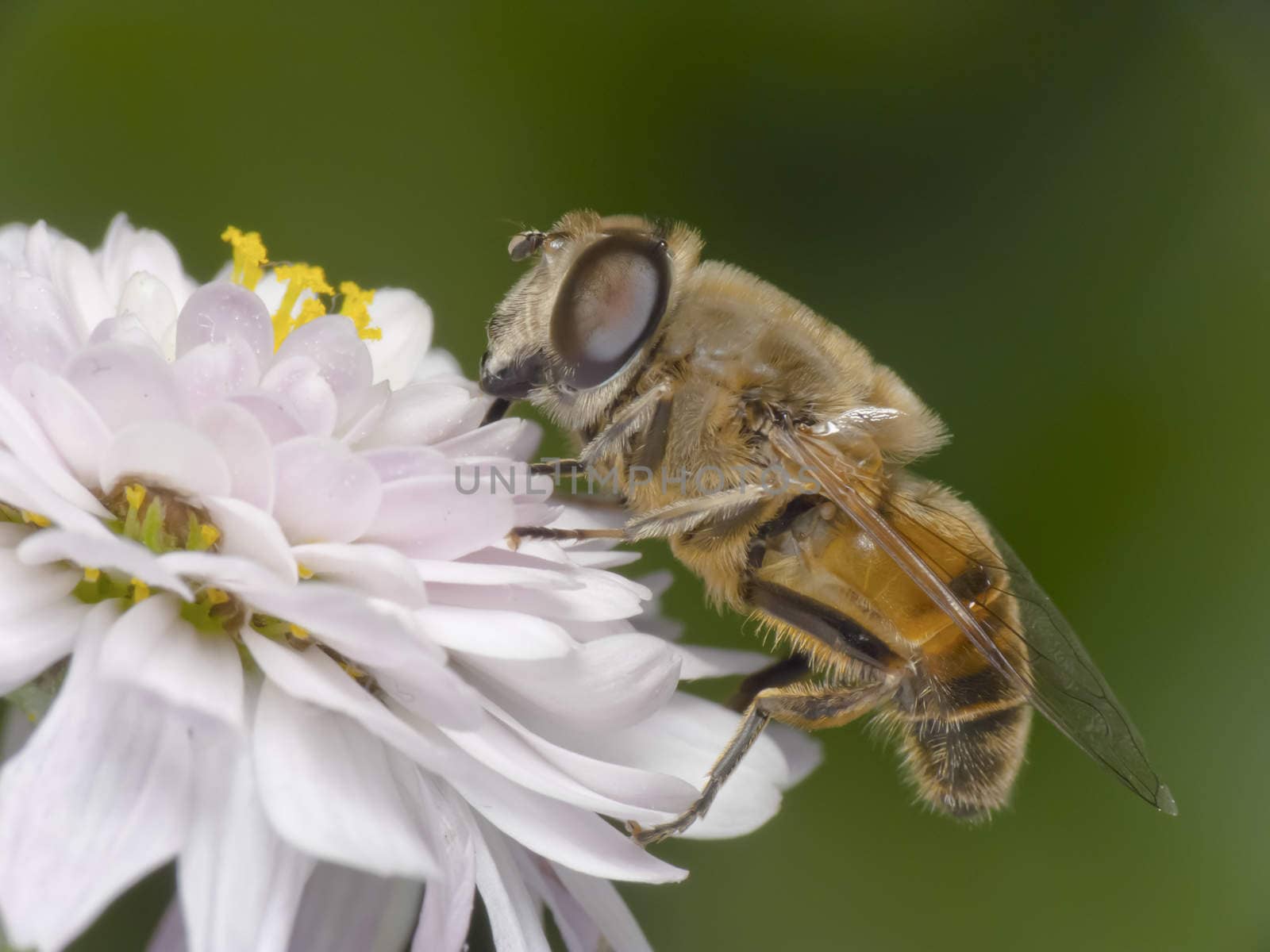 A Hoverfly( Dronefly) on a flower

