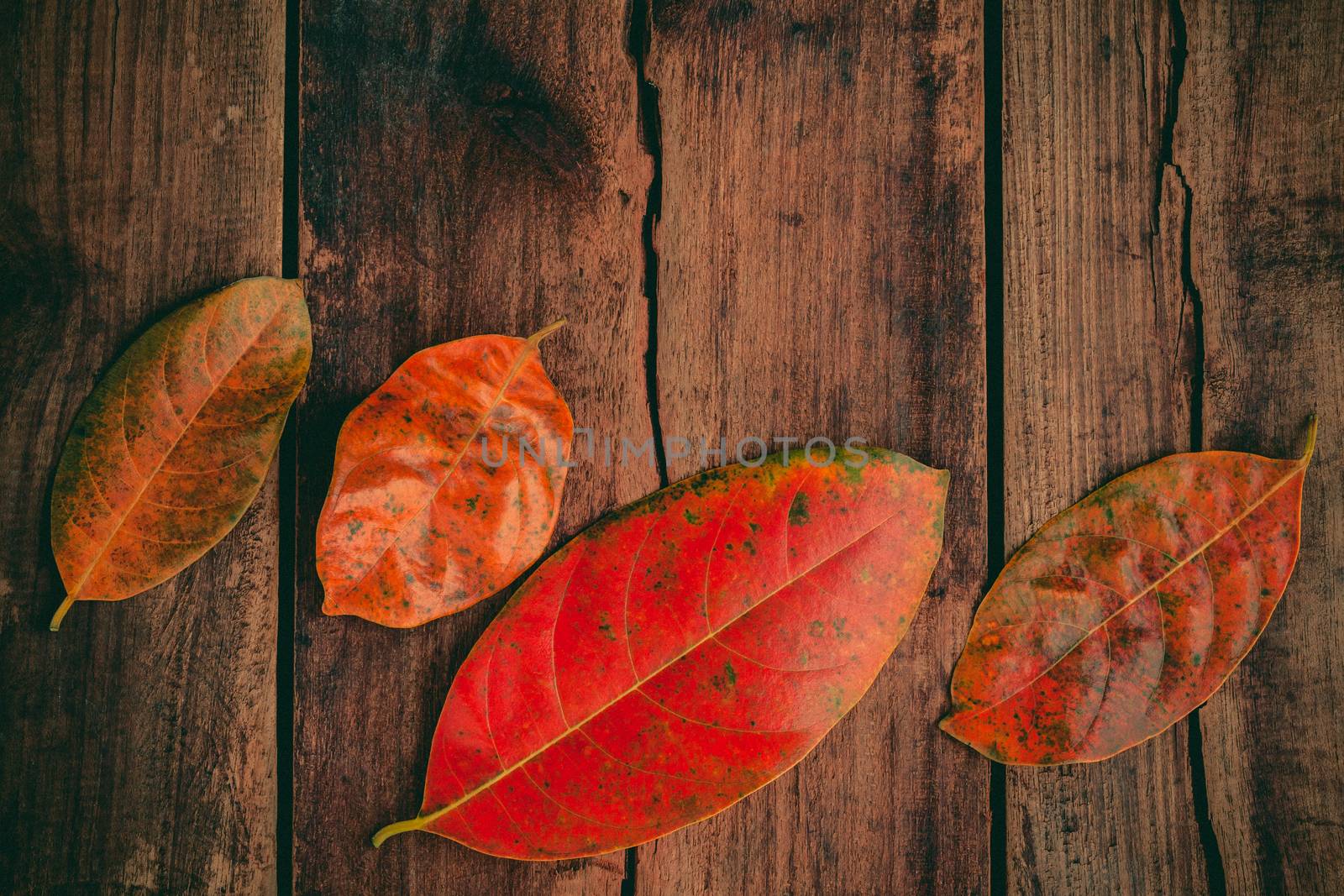 Autumn background with colored  leaves falling on grunge wooden  by kerdkanno