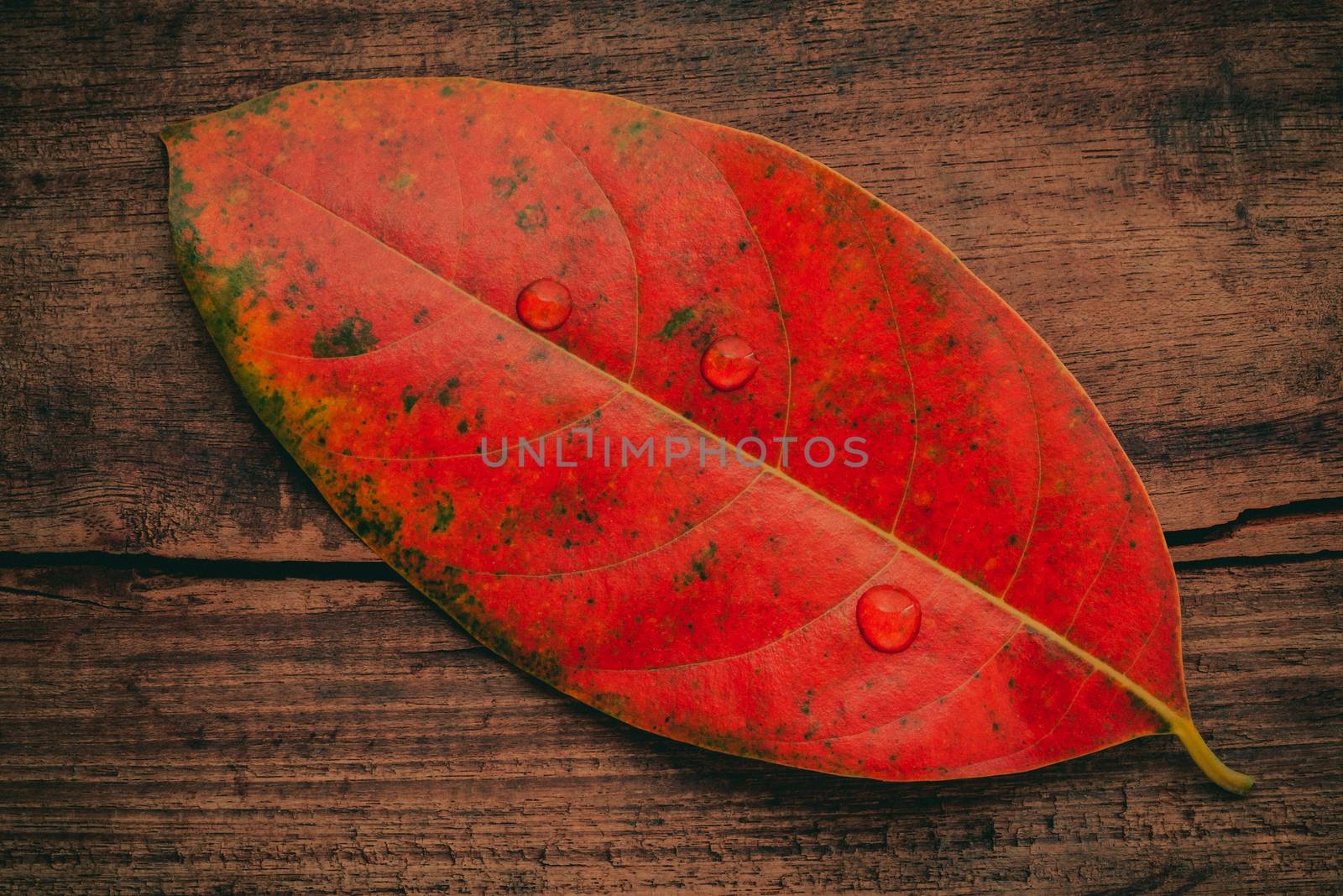 Autumn background with colored  leaves falling on grunge wooden board.