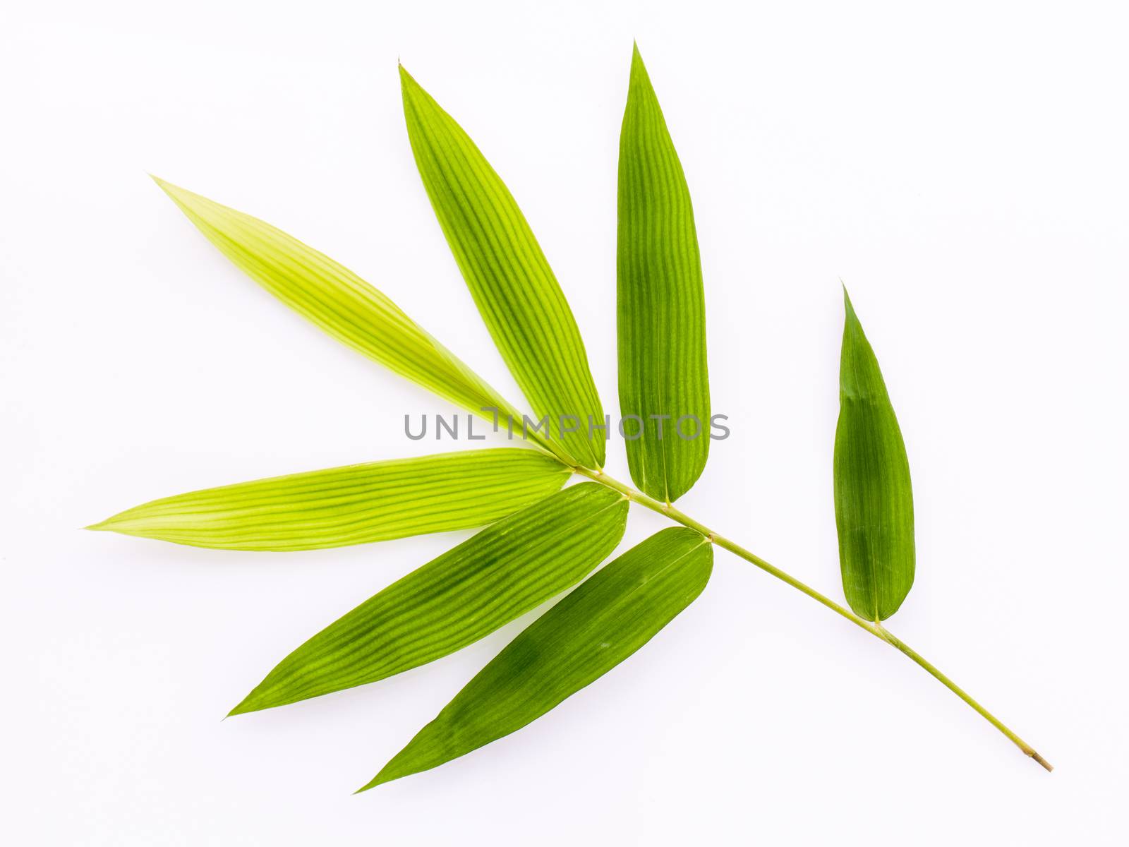 Fresh bamboo leaves border with water drop isolated on white background, botanical zen forest, tropical spa decoration, backdrop with copy space.