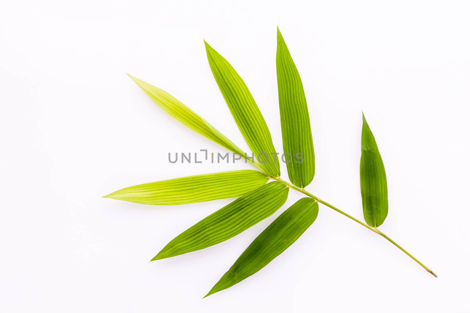 Fresh bamboo leaves border with water drop isolated on white background, botanical zen forest, tropical spa decoration, backdrop with copy space.