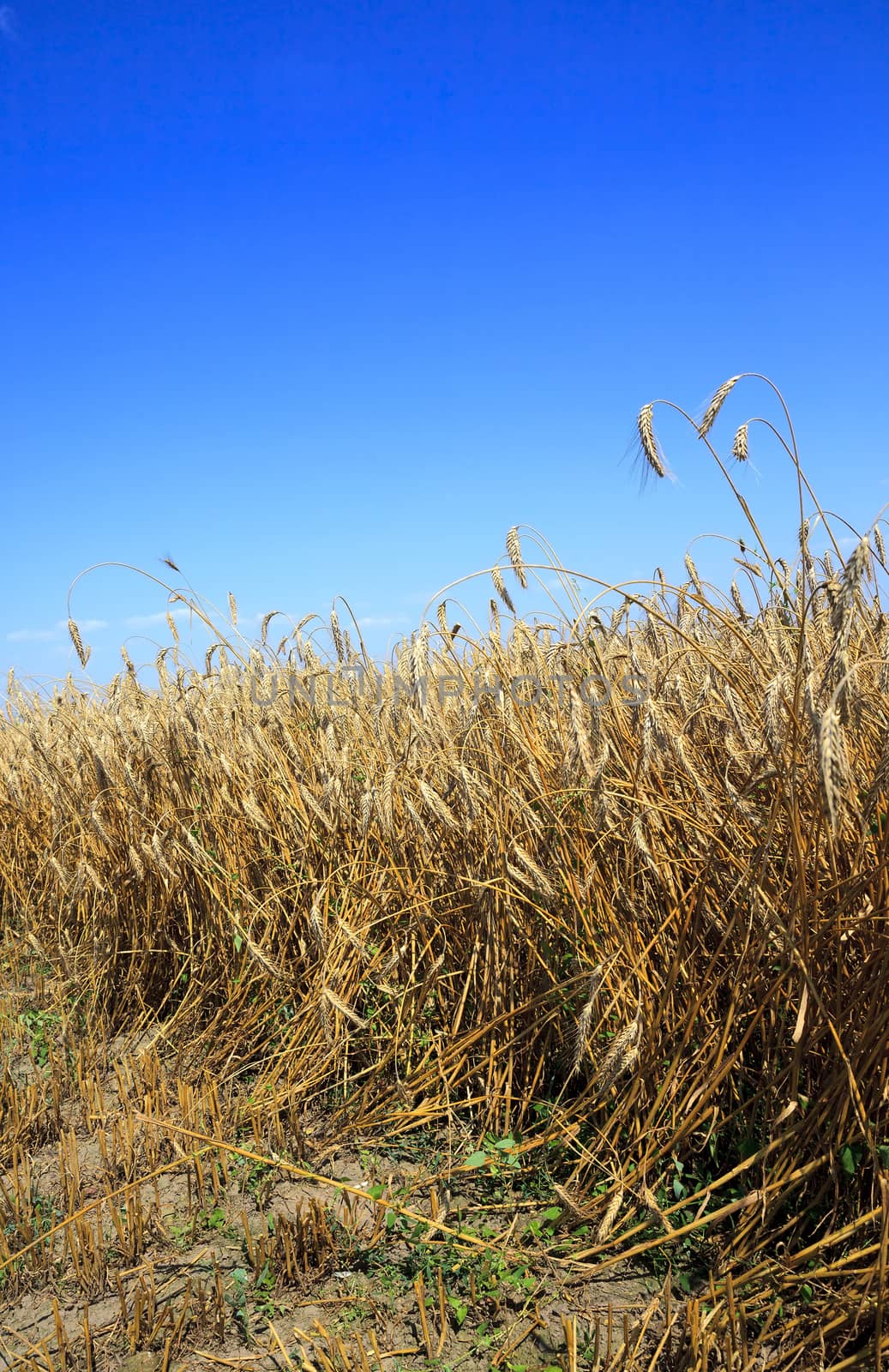  agricultural field with cereals during harvest. summer