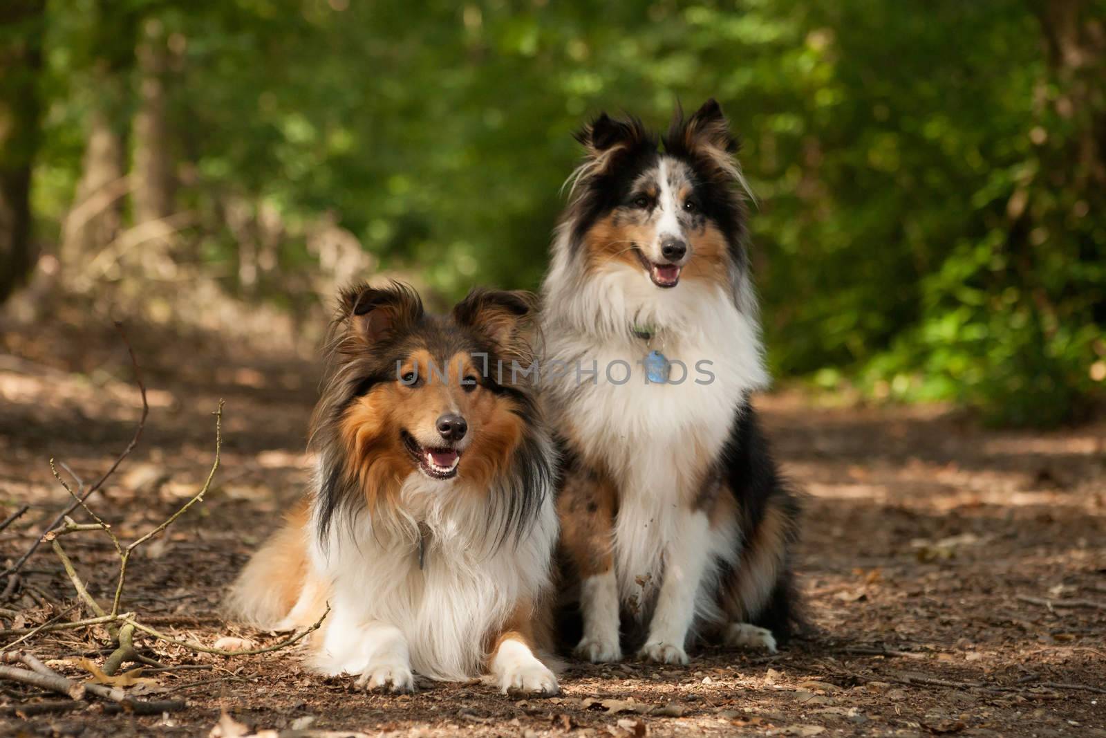 2  border collie dogs in the forest by DNFStyle