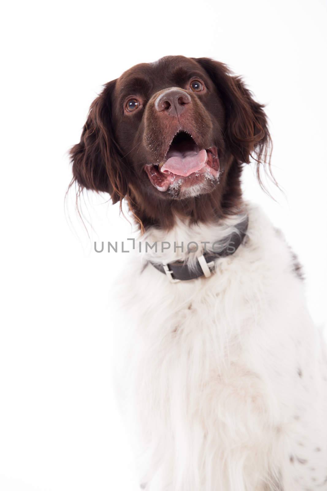 Happy dog photographed in the studio on a white background