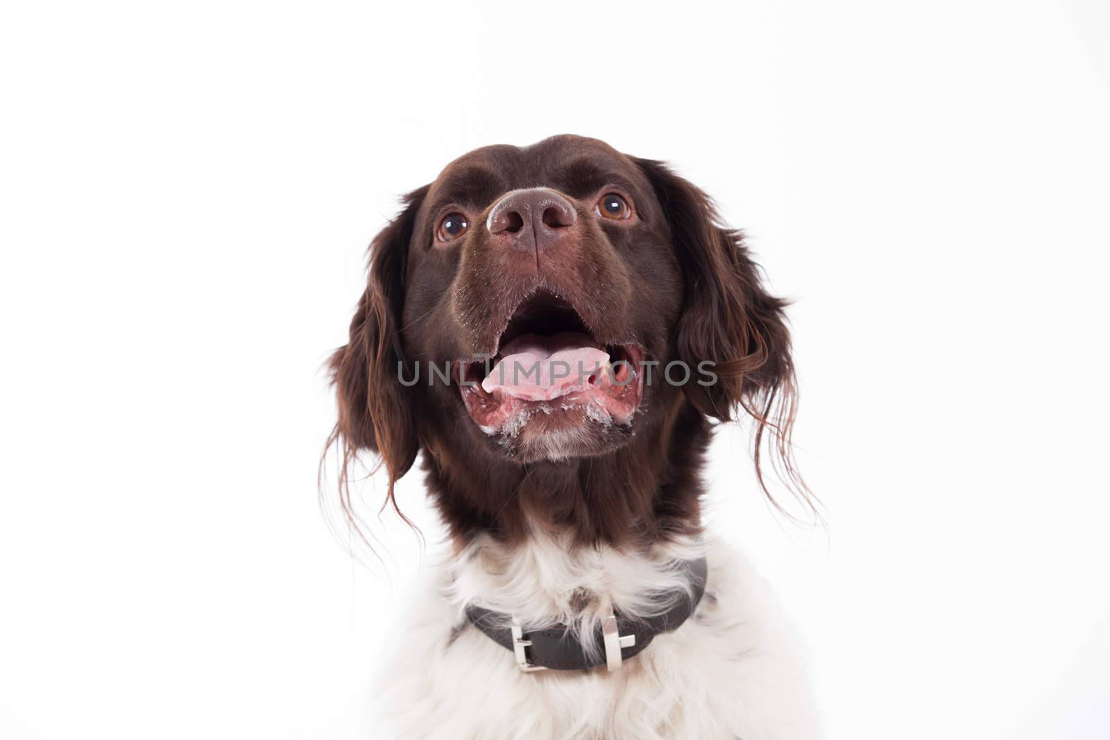 Happy dog photographed in the studio on a white background