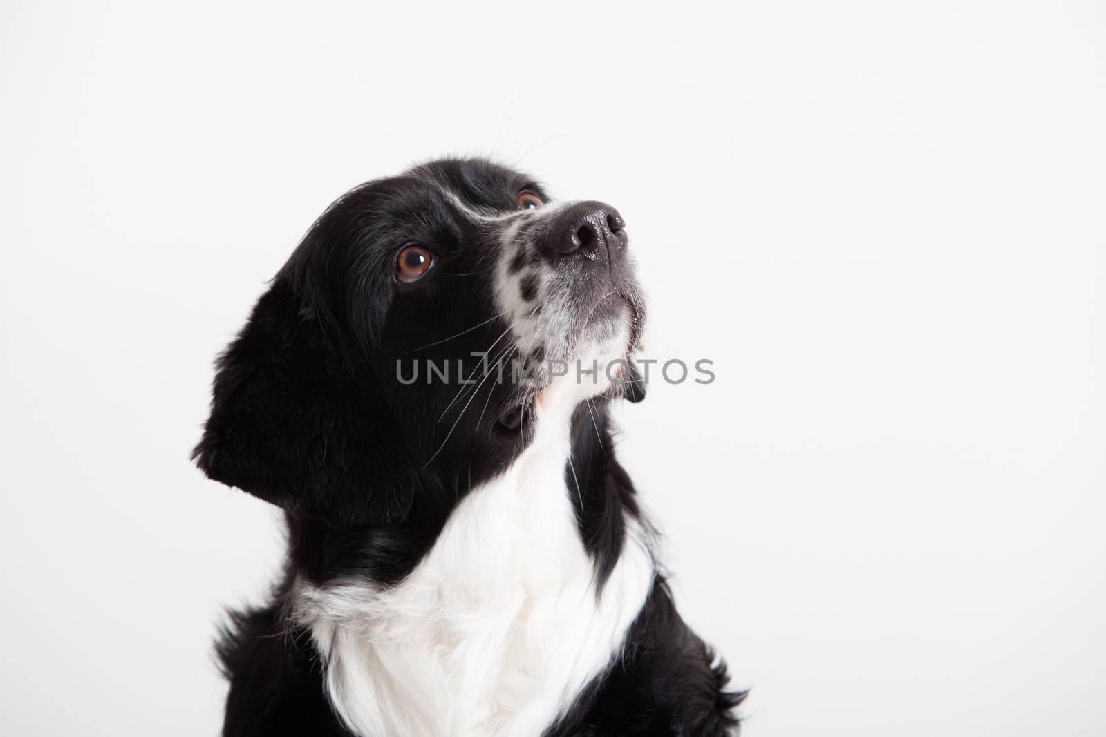 Happy dog photographed in the studio on a white background