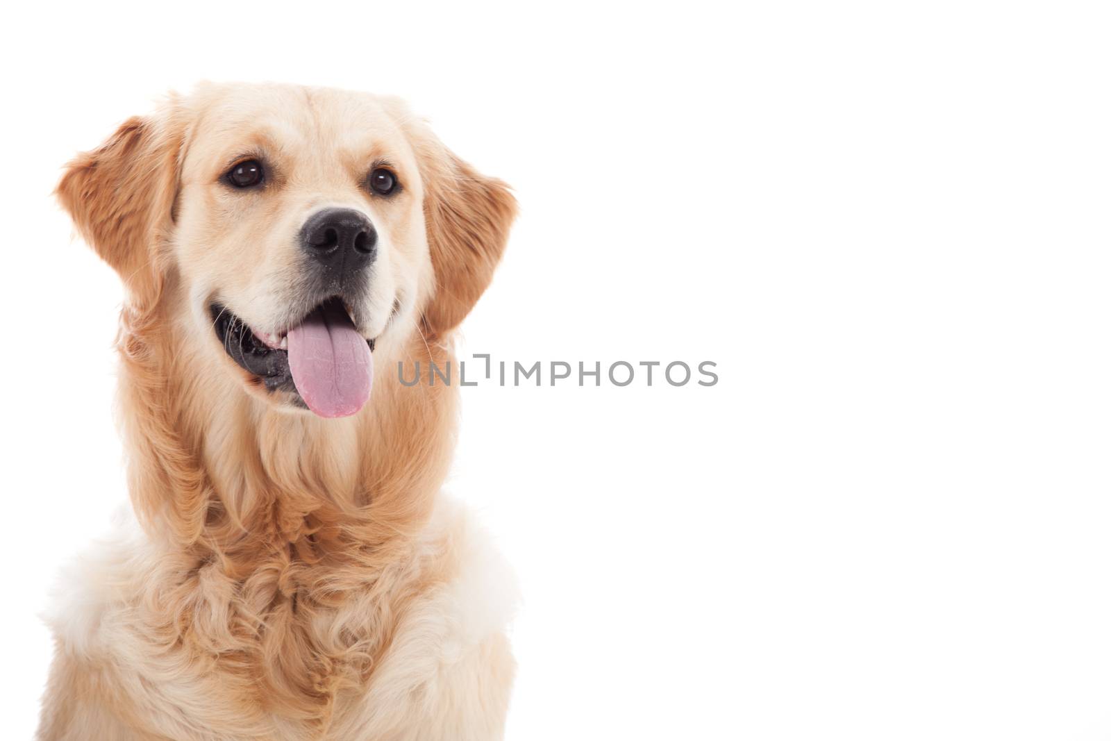 Happy dog photographed in the studio on a white background