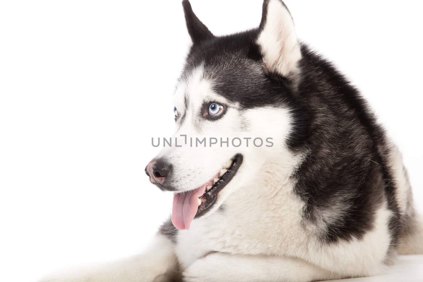 Husky on white by DNFStyle