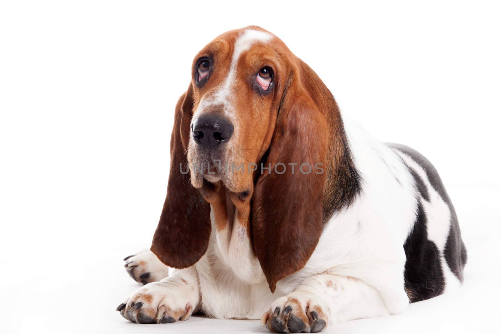 Happy dog photographed in the studio on a white background