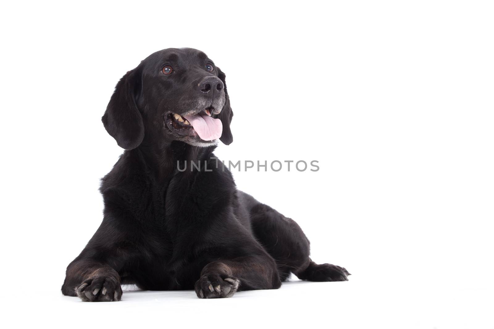 Obedienced labrador by DNFStyle