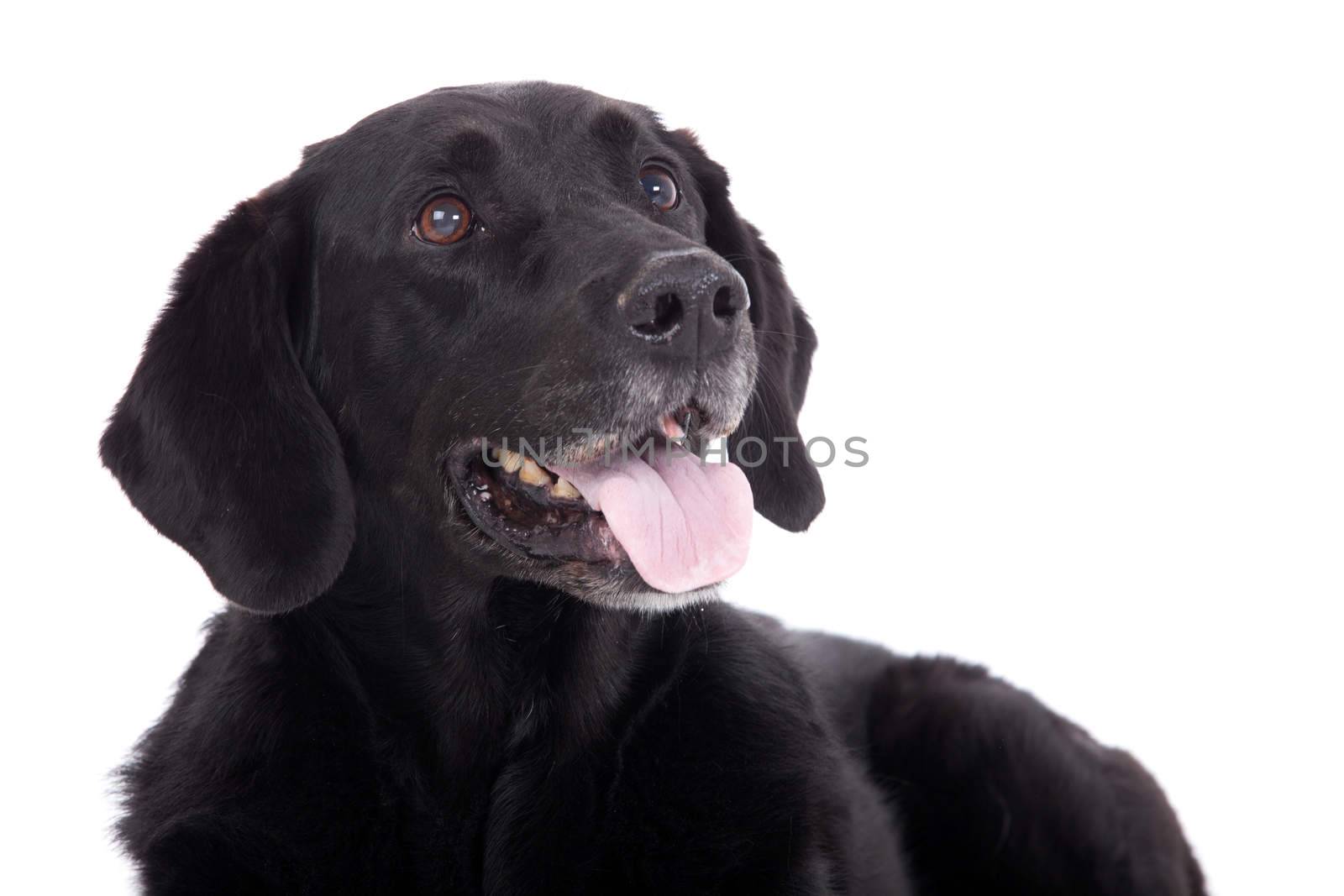 Happy dog photographed in the studio on a white background