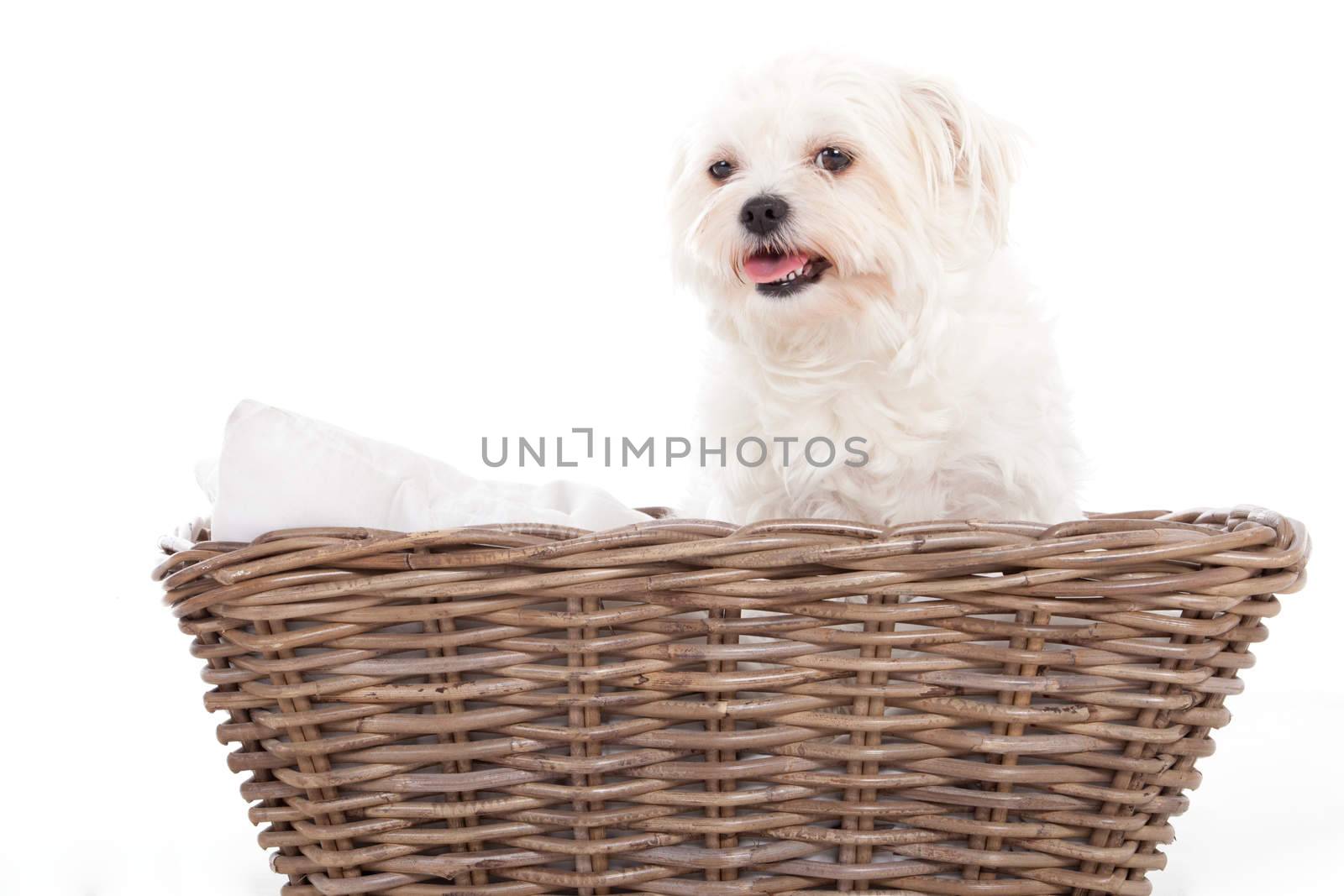 Happy dog photographed in the studio on a white background