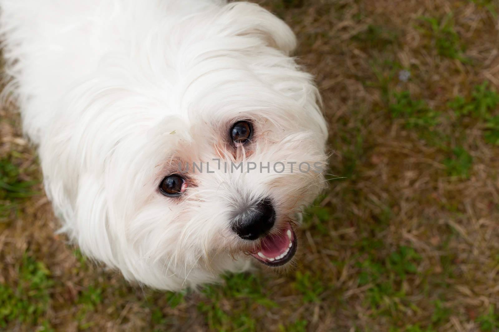 Happy dog photographed outside in the forest