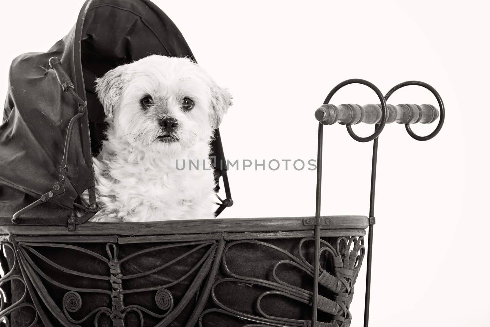 Happy dog photographed in the studio on a white background