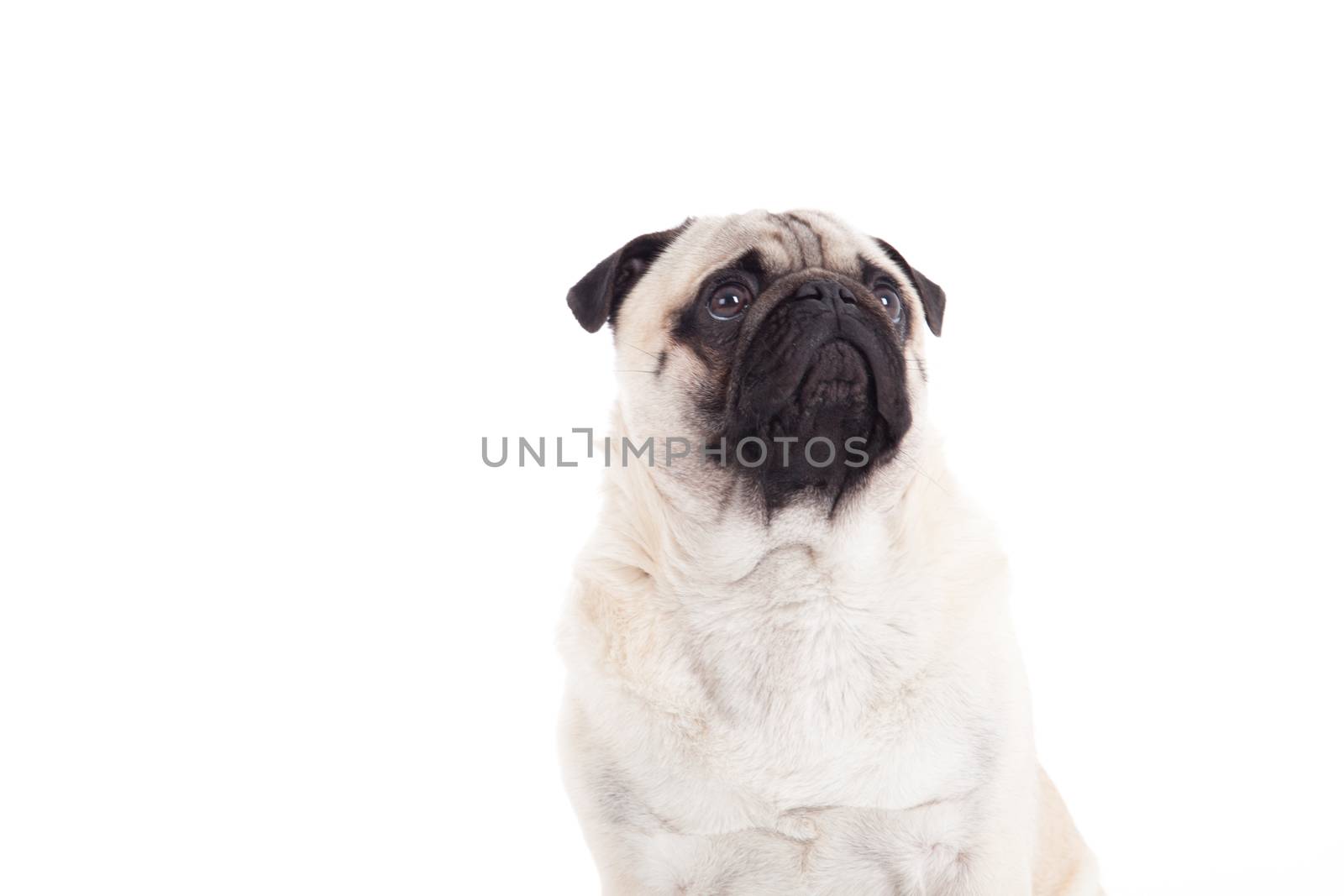  pug is sitting by DNFStyle