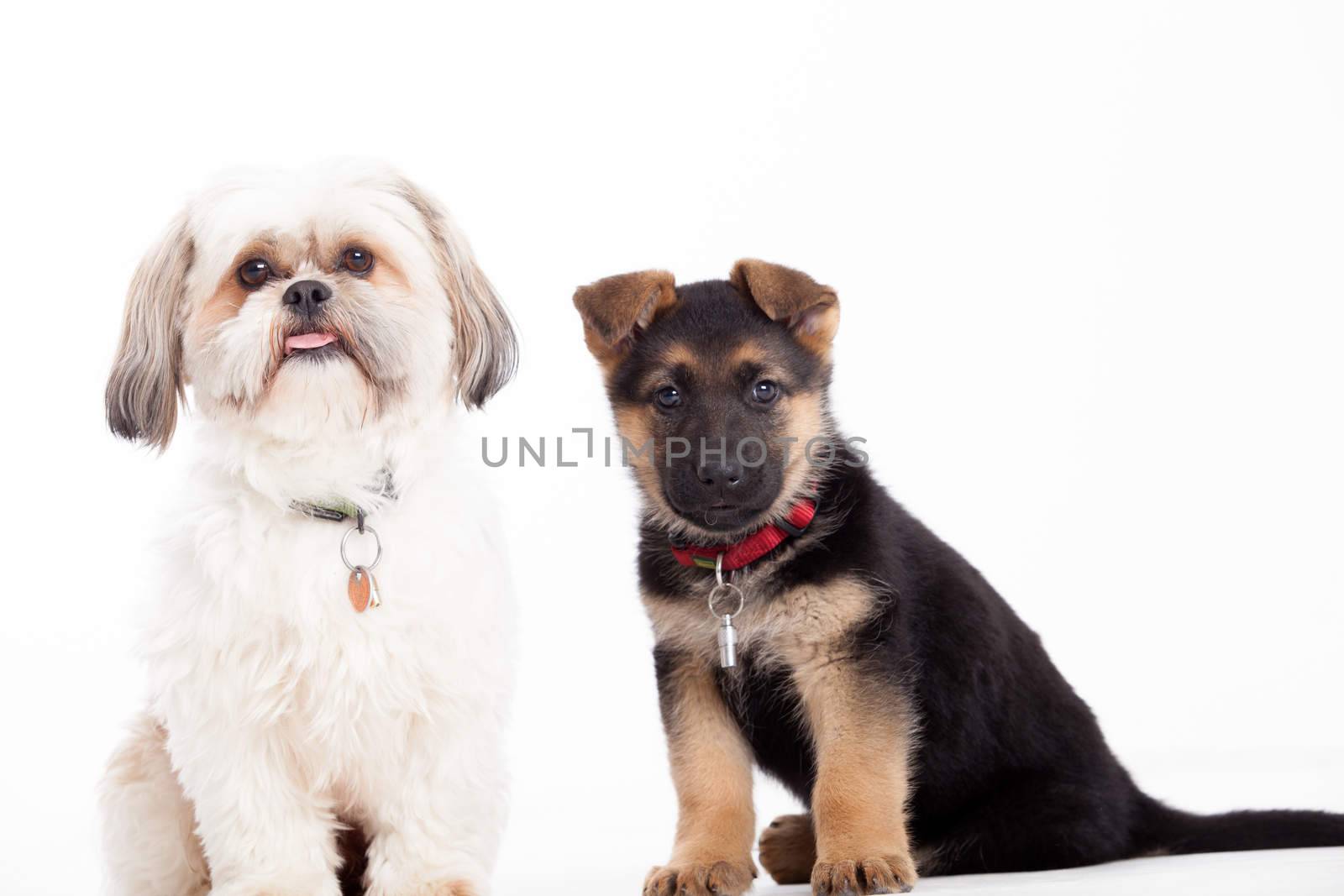 Happy dog photographed in the studio on a white background