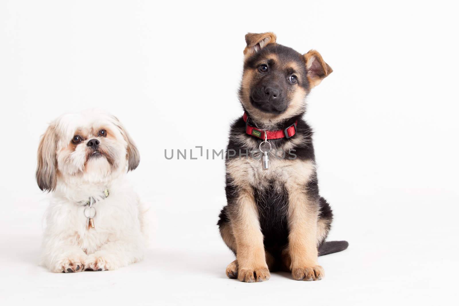 shi tzu with a sheppard by DNFStyle