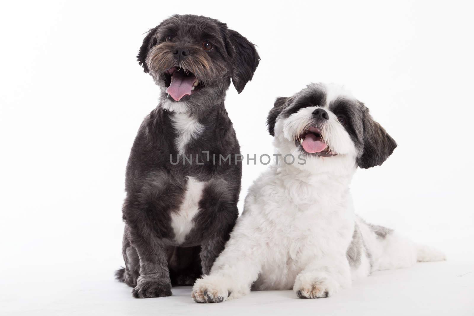 Happy dog photographed in the studio on a white background