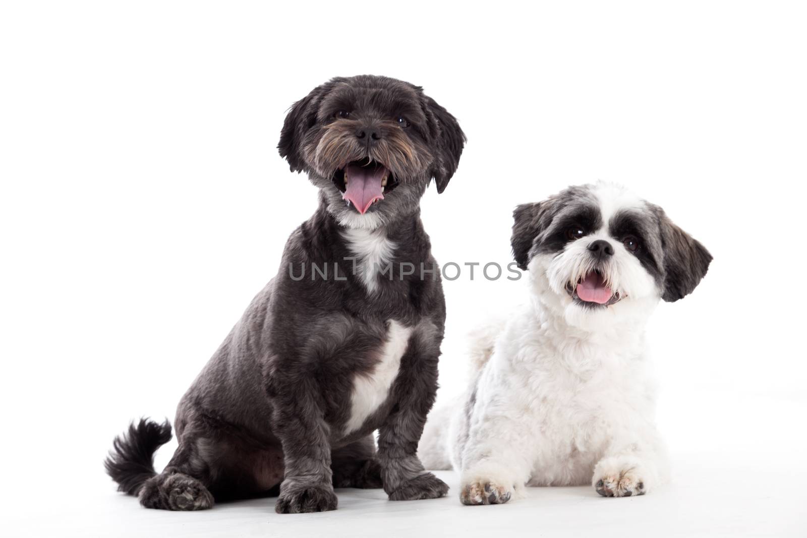 2 shi tzu dogs are looking by DNFStyle