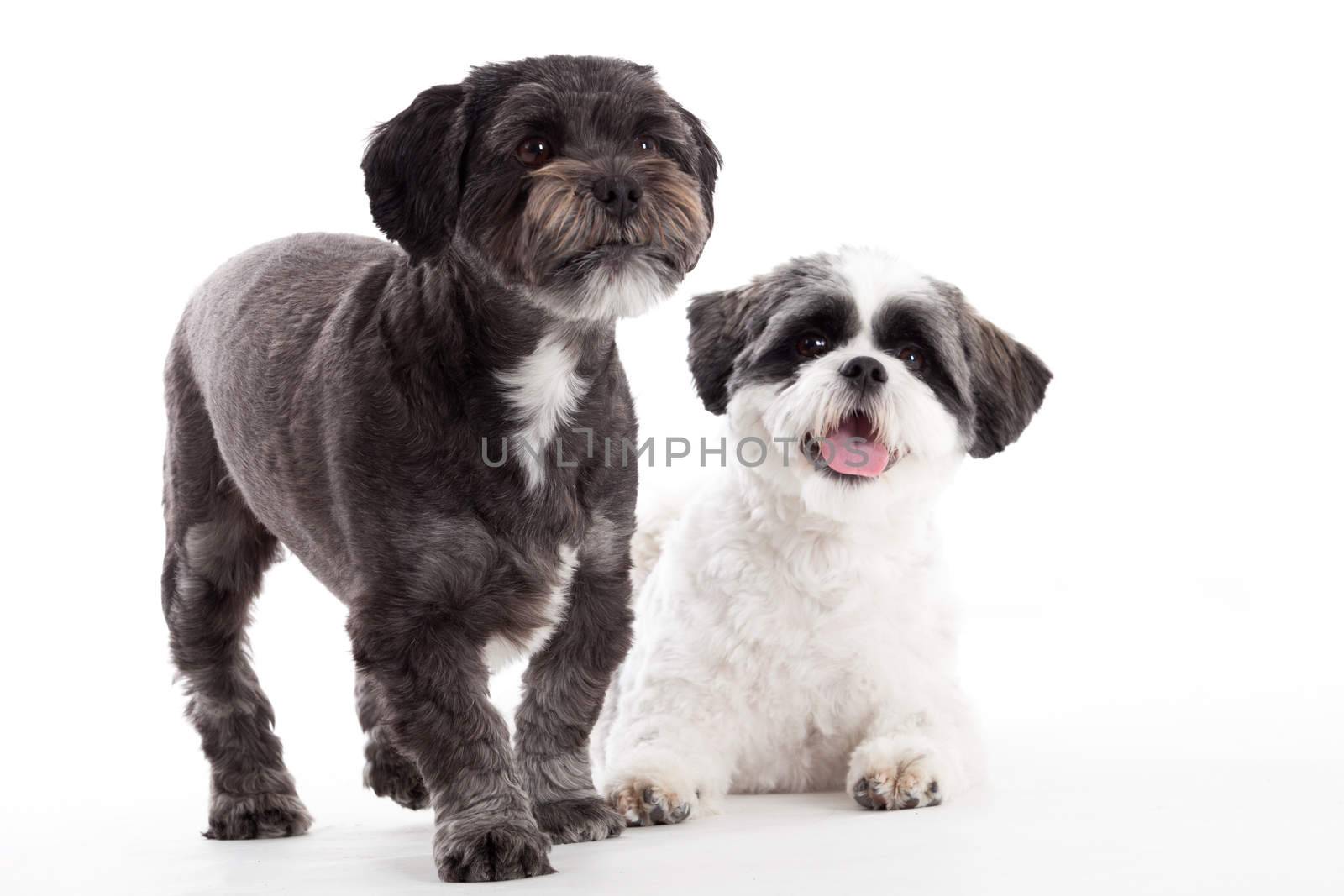 Happy dog photographed in the studio on a white background