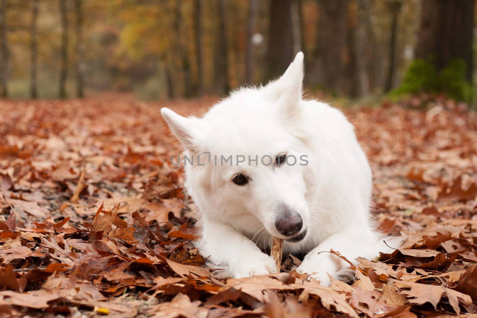 White sheppard in the forest lays down by DNFStyle