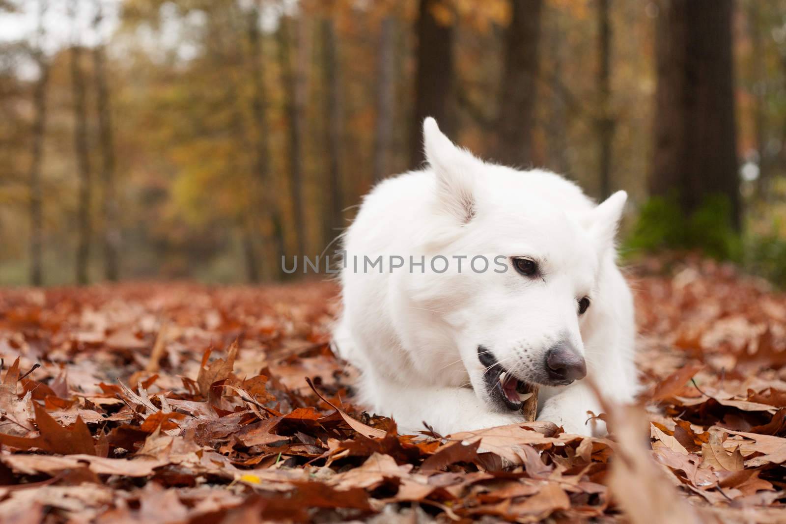 White sheppard in the forest chewing on his stick by DNFStyle
