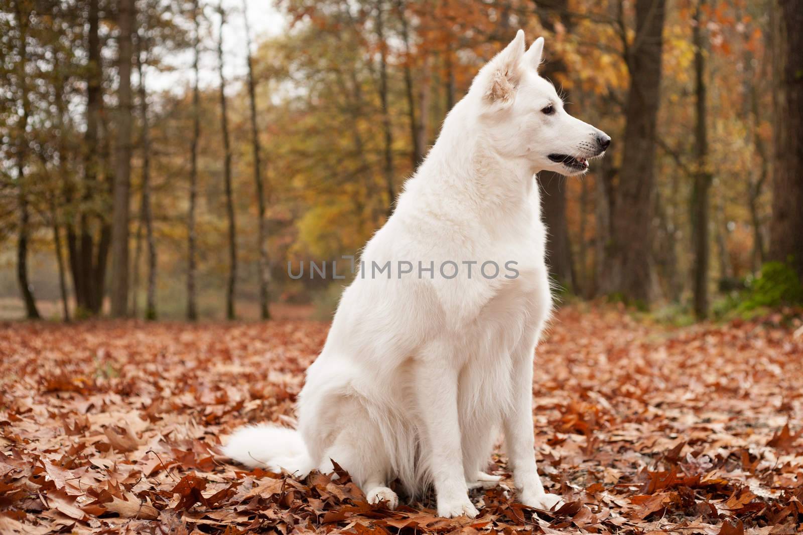 White sheppard in the forest is sitting by DNFStyle