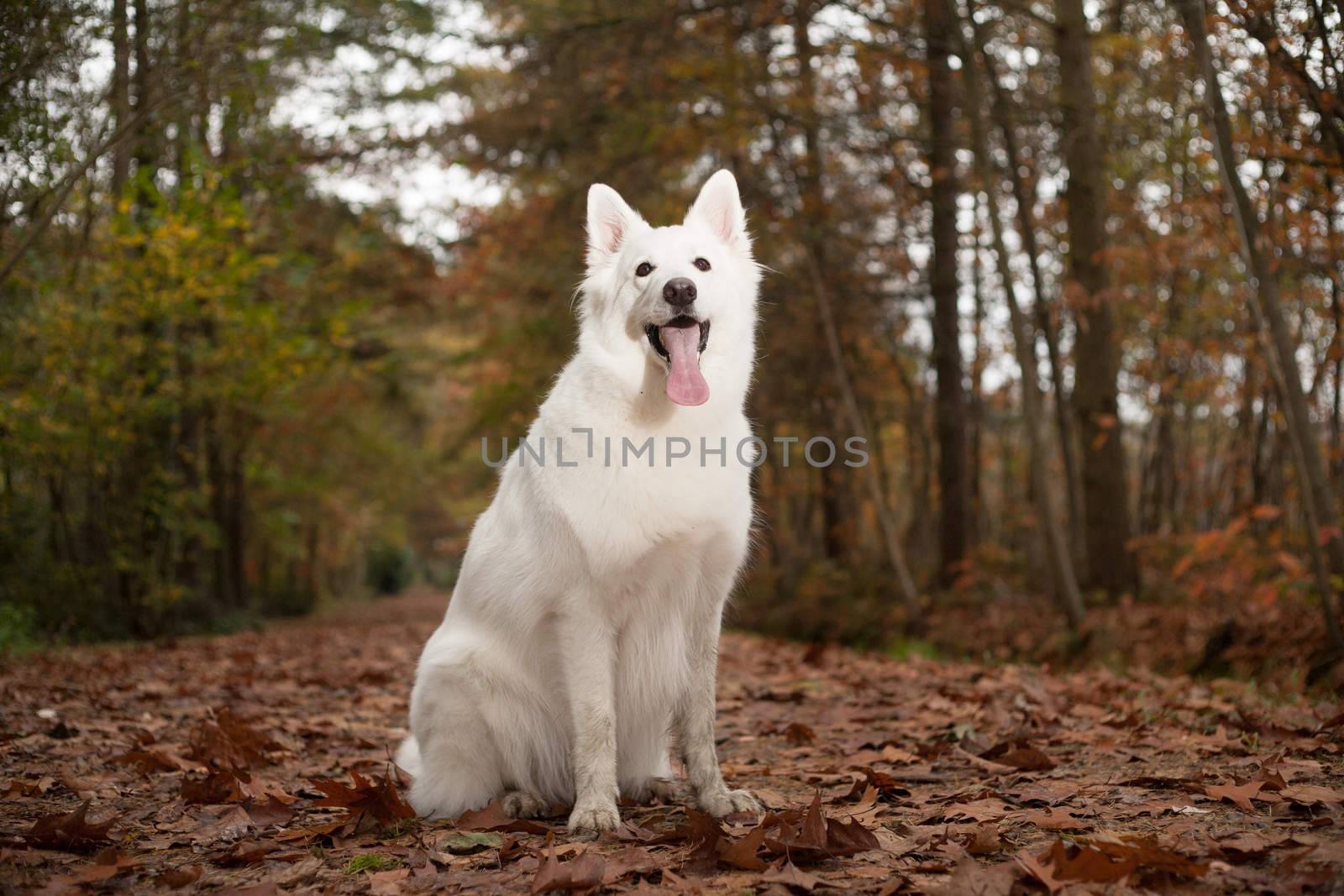 White sheppard in the forest is sitting by DNFStyle