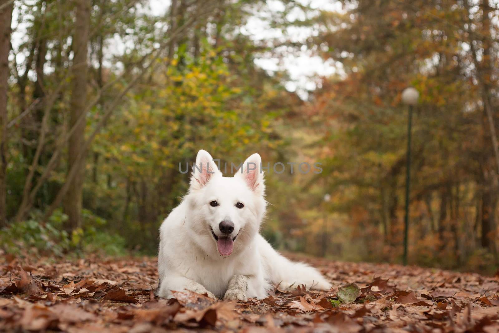 White sheppard in the forest lays down by DNFStyle