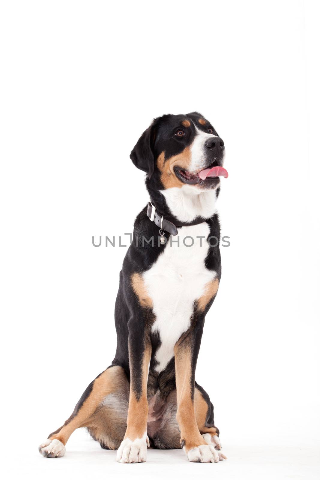 Happy dog photographed in the studio on a white background