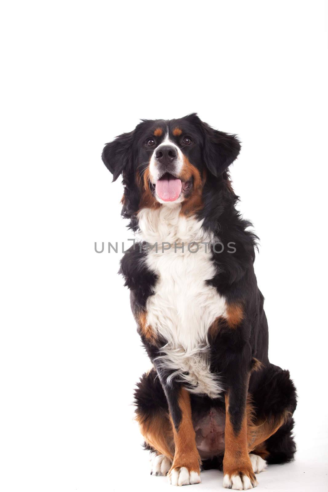 Happy dog photographed in the studio on a white background