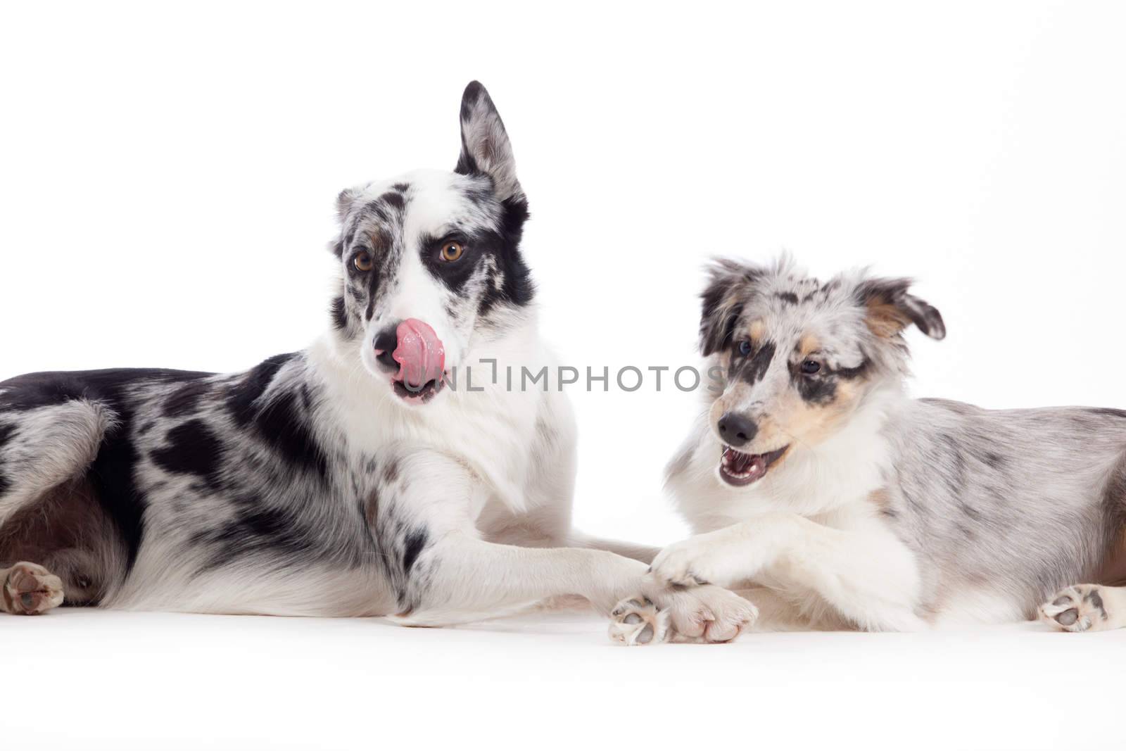 2  blue merle dogs on white by DNFStyle