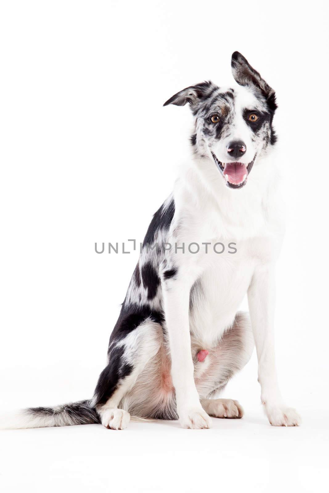  blue merle on white by DNFStyle