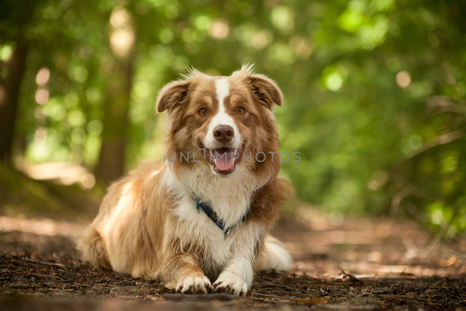 Happy dog photographed outside in the forest